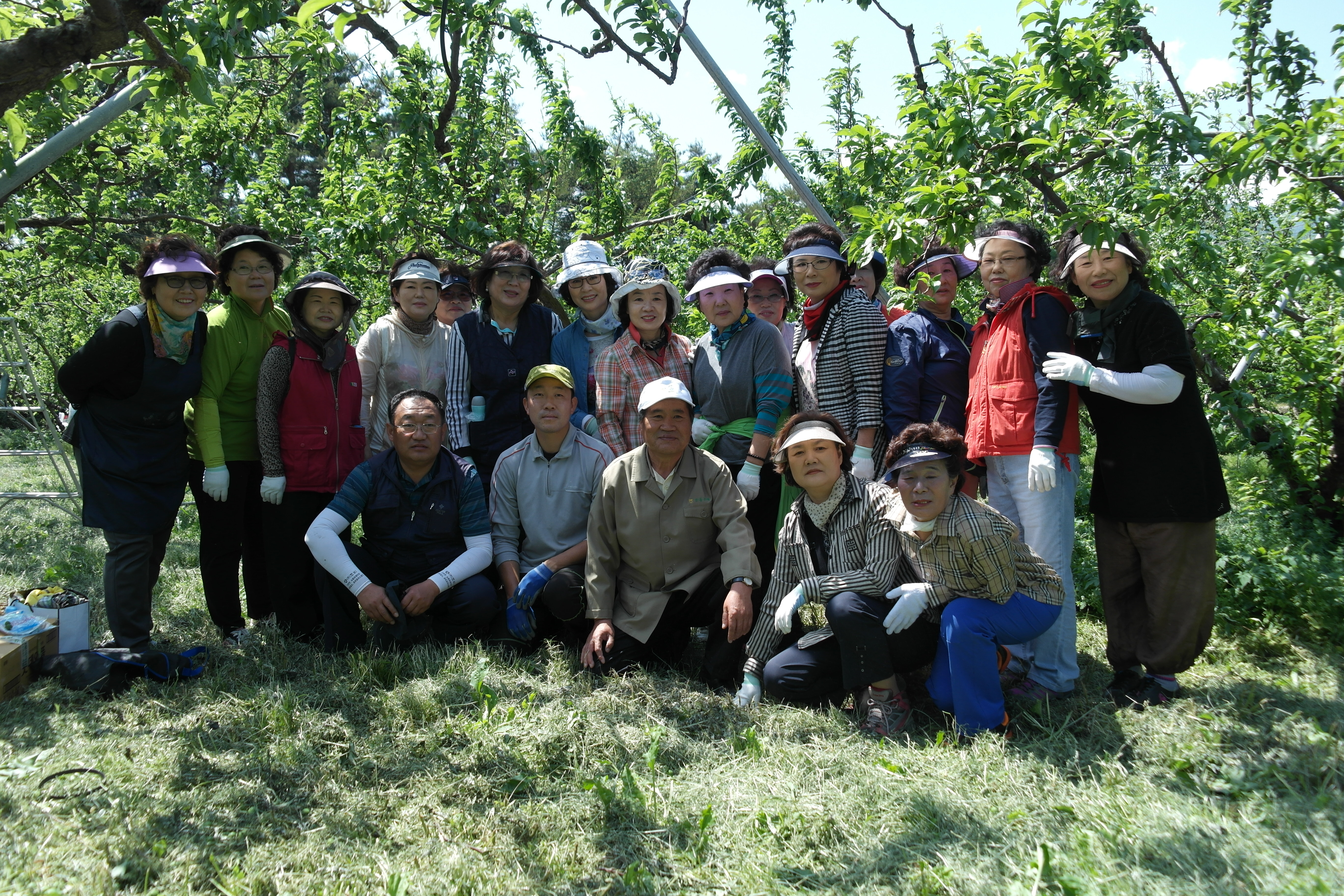 구정면 과수농가 적과봉사 대표 이미지