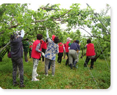 농촌일손돕기 적과봉사