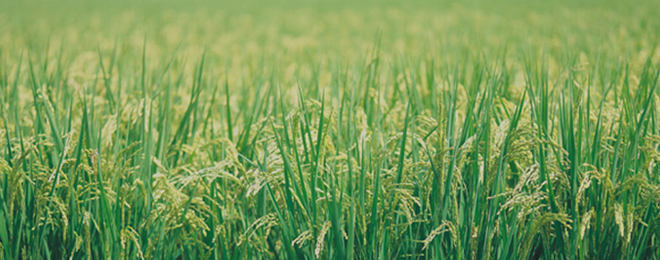 하나로마트 쇼핑몰